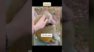 funny animals