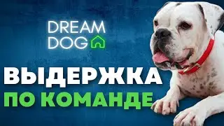 Выдержка по команде 🐶 Как научить собаку Сидеть не вставая 🐕 Лежать и Стоять не уходя с места 🐩