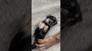 Лучшая чихуахуа🩷 Лесенка для собак #чихуахуа #собака