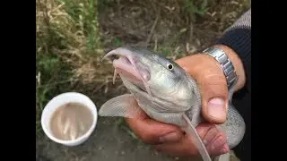 Vlog, fishing in Elkhotovo for mountain barbel (murdza).