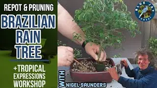 Brazilian Rain Tree Bonsai & Workshop with Nigel Saunders