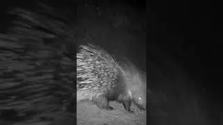 OKLU KİRPİ GÖRÜNTÜLENDİ! #oklukirpi #kirpi #porcupine #porcupines #wildlife #youtubeshorts #keşfet