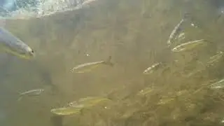 Тихая Сосна. Дивногорье. Подводные съемки
