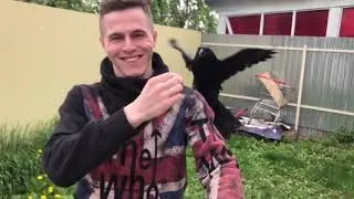 Ворон Флоки😁