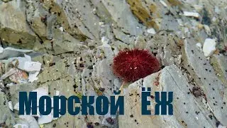 Защиты много не бывает. Морской ёж готовится к схватке!