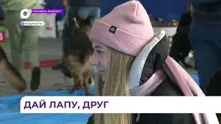 Ежегодный «Форум кинологов» собрал больше 600 участников со всего Дальнего Востока