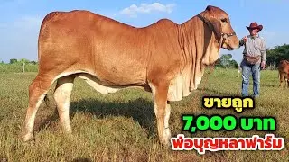 ถูกจริง‼️พ่อบุญหลาฟาร์มวัวงามขายถูก ตัวละ 7,000  บาท |4 พ.ย.67| เริ่มต้นเบาๆ วัวเพื่อเกษตรกรจำนวนมาก