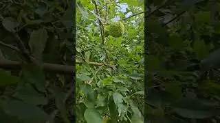 Компот из маклюры🙊