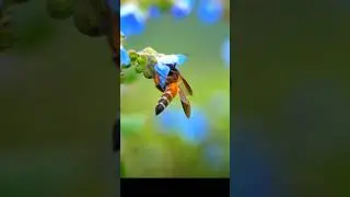 A life lession from honeybees #life #lifestyle #lifelessons #honeybee #indian #sony