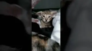 Сплюшка) шоколадный пятнистый котик male OSH (ORI) b 24, d.b. 31.12.2016 litter B.. Bellatriks