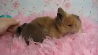 Moje małe króliczki z Miotu O