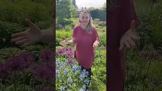 Как посадил Пит Удольф лук афлатунский в Голландии? Я в замечательном Максимапарке.