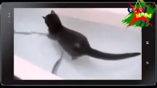 Funny Moments with Cats Part 4