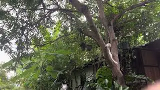 cat climbing a tree