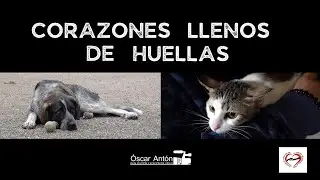 Corazones Llenos de Huellas (2023) | Asociación de Voluntarios por los Animales Abandonados en Toro