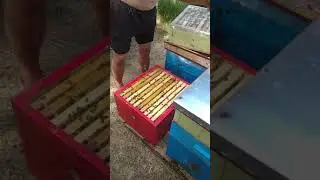качаем мёд.