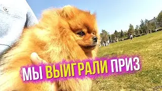 Spitz growers got lucky. The package is not for dogs. Why are there so few videos on Youtube