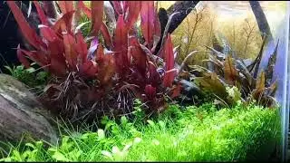Aquascape Tema Natural | Simple & Low Budget