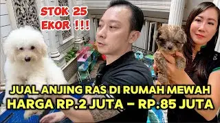 Obral Anjing Ras Di Rumah Mewah - Harga Rp.2 Juta - Rp.85 Juta