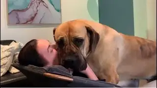 Big Boerboel Smothers Her Owner with Love #shortvideo #boerboel #trending