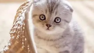 Котята слайд видео для детей