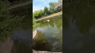 bass on a 4 piece homemade shad swimbait