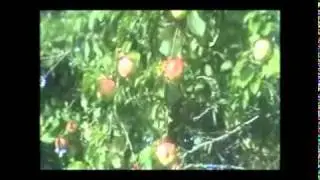 О грушах_ яблоках_ сливах...