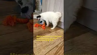 Майя в больнице, жизнь на улице дала о себе знать...
