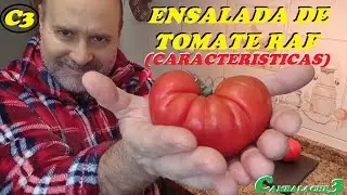 ENSALADA DE TOMATE RAF (CARACTERISTICAS)