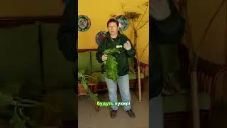 Giant Hogweed – the aroma of insidious danger! 🌿⚠️