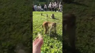 Зубарев разборки с обезьянами #зубарев #стрим