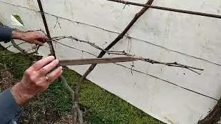 Различные формировки кустов винограда для вертикальной плоскости беседки