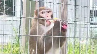 ASMR Macaque Monkey Chewing With Nature