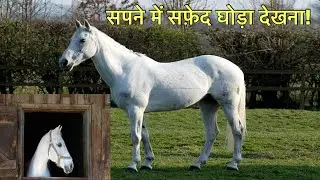 सपने में सफ़ेद घोड़ा देखना । सपने में घोड़ा देखने कि मतलब । Seeing white horse in dream ।
