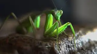 Hierodula membranacea (Giant Asian Mantis)