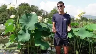 Piantare un fior di loto (vegetante) nel laghetto