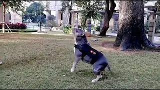Rompi Anjing Taktis Militer L, Rompi Keamanan Anjing untuk Berburu