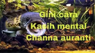 GINI CARA AMPUH DAN PAKSA NAIKIN MENTAL CHANNA AURANTI