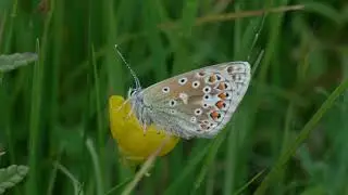 Woodsides Meadow nr Wendlebury (Bicester/Oxford)