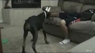 Laser Pointer Dog Attack