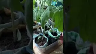 Рассада в пакетах? Удобно!