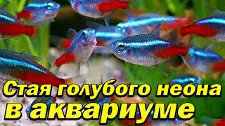 Запустил в аквариум ОГРОМНУЮ СТАЮ НЕОНА!