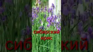 Очень неприхотливый цветок 👍 Посадили и забыли...