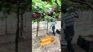 Work in Portugal 🇵🇹// Portugal immigration Update @sarwaraportugal