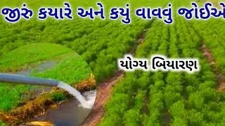 Cumin// જીરા ની ખેતી ની સંપૂર્ણ માહિતી | JiraNi Kheti Vise Mahiti Gujarati Ma ||
