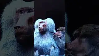 Ну просто царь