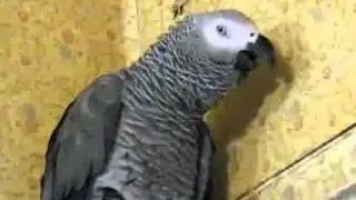 прикольный попугай