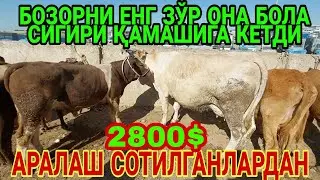 ЧИРОҚЧИ МОЛ БОЗОРИ