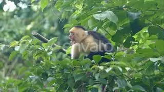 Monkeys Repellent with ultrasonic technique