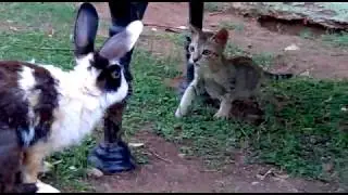 kitten meets rabbit first time